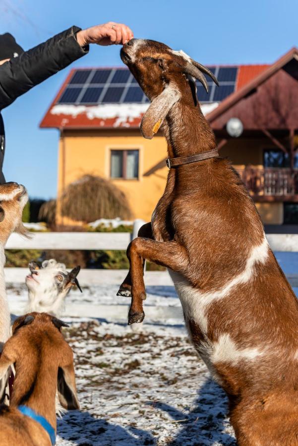 Orzechowa Ostoja Noclegi Energylandia Bachowice Екстериор снимка
